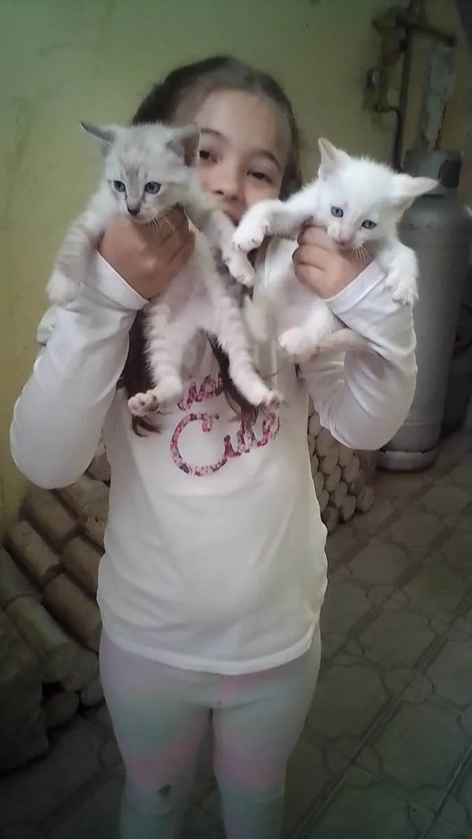 Gato ra a Srd  idade 2 a 6 meses nome Sem nome 