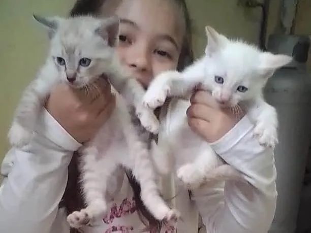 Gato ra a Srd  idade 2 a 6 meses nome Sem nome 