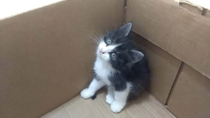 Gato raça SRD idade Abaixo de 2 meses nome DENGOSO
