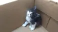 DENGOSO