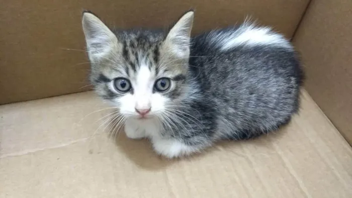 Gato raça SRD idade Abaixo de 2 meses nome BRAD PIT