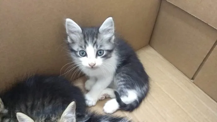Gato raça SRD idade Abaixo de 2 meses nome MINGAU