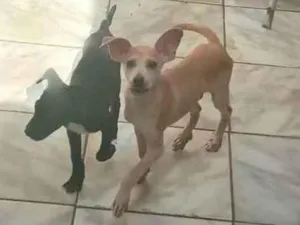 Cachorro raça Vira lata idade 2 a 6 meses nome Bill e barao