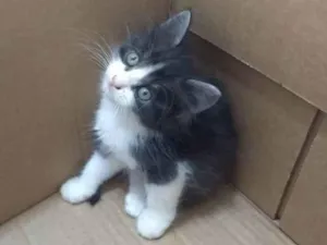 Gato raça SRD idade Abaixo de 2 meses nome DENGOSO