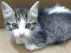 Gato raça SRD idade Abaixo de 2 meses nome BRAD PIT