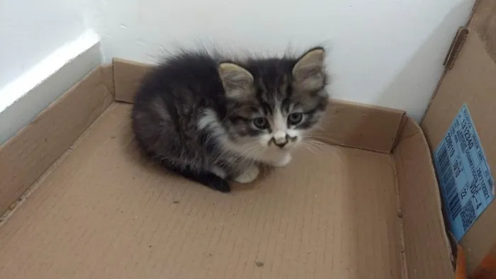 Gato raça SRD idade Abaixo de 2 meses nome MEL