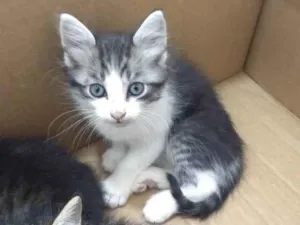 Gato raça SRD idade Abaixo de 2 meses nome MINGAU