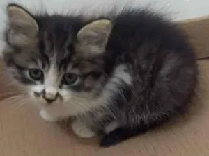 Gato raça SRD idade Abaixo de 2 meses nome MEL