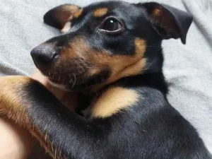 Cachorro raça Vira-Lata idade 2 a 6 meses nome Mel