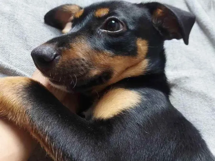 Cachorro ra a Vira-Lata idade 2 a 6 meses nome Mel
