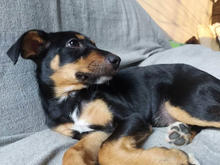 Cachorro ra a Vira-Lata idade 2 a 6 meses nome Mel