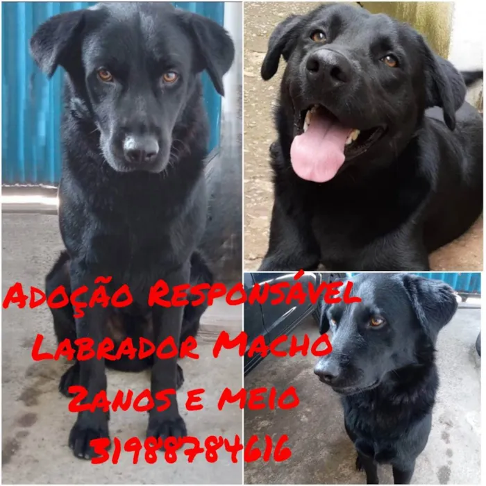 Cachorro raça LABRADOR idade 2 anos nome LOBÃO