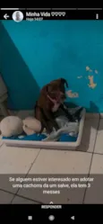 Princesa 