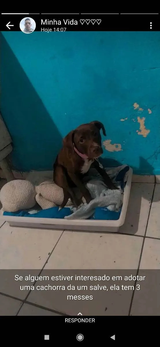 Cachorro ra a Pitbull misturada idade 2 a 6 meses nome Princesa 