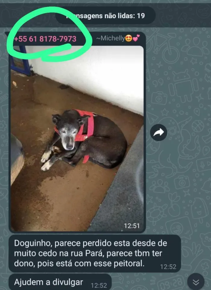 Cachorro ra a  idade 1 ano nome mascarado