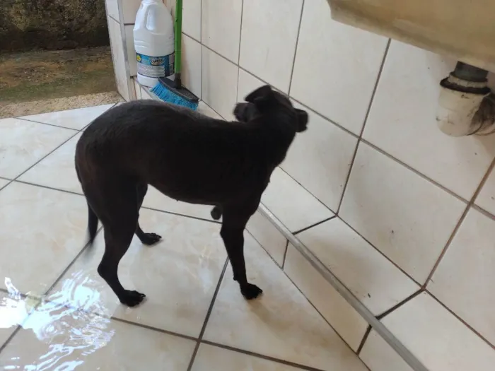 Cachorro ra a Pinscher com raça indefinida idade 5 anos nome Nina