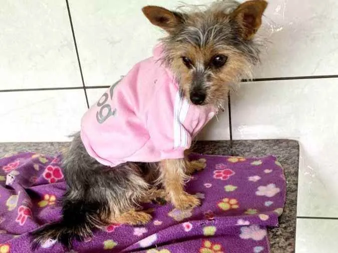 Cachorro ra a SRD idade 1 ano nome Amora