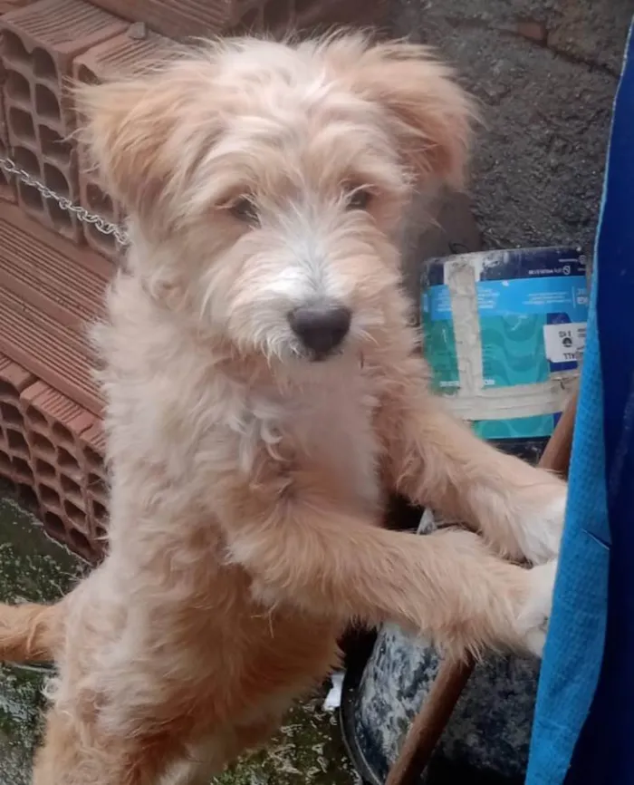 Cachorro ra a Mestiça de poodle idade 2 a 6 meses nome Filhote 5 meses