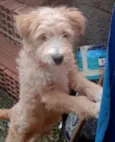 Filhote 5 meses