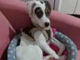 Maya