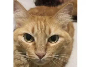 Gato raça  idade 2 anos nome Lôra