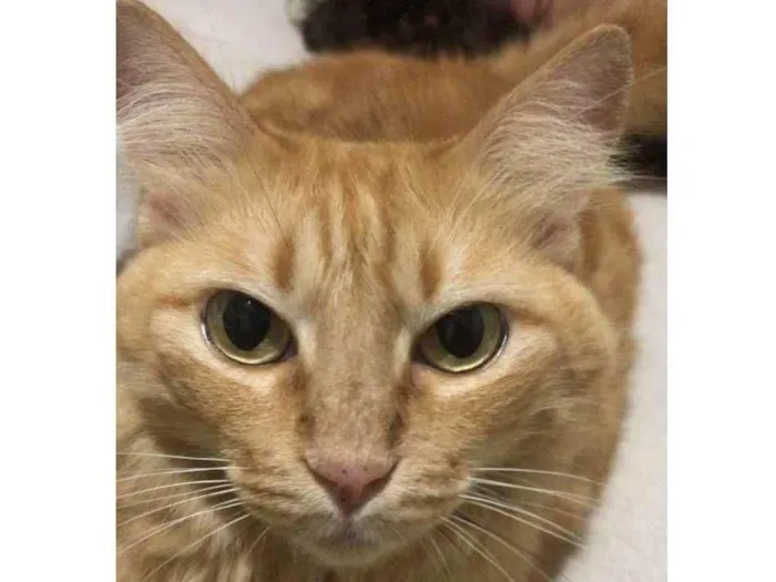 Gato ra a  idade 2 anos nome Lôra