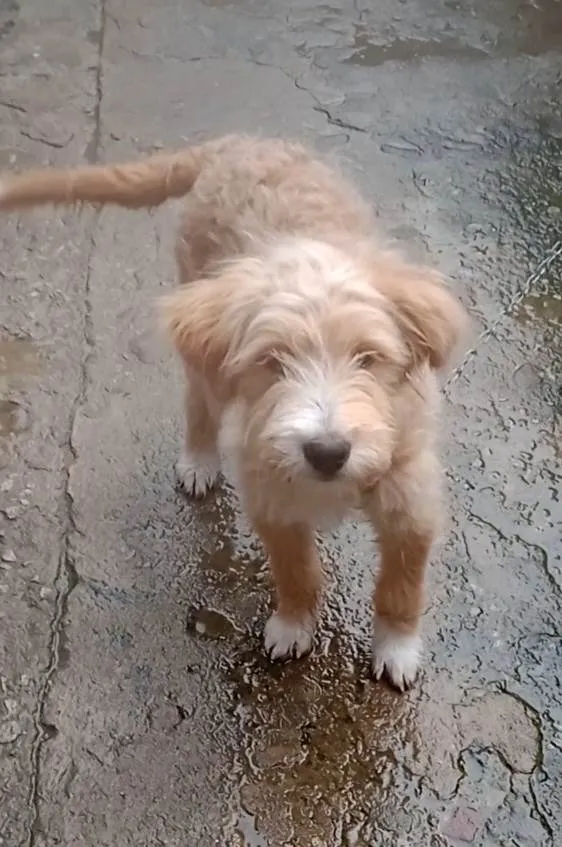 Cachorro ra a Mestiça de poodle idade 2 a 6 meses nome Filhote 5 meses