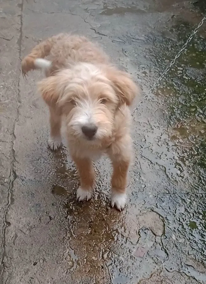 Cachorro ra a Mestiça de poodle idade 2 a 6 meses nome Filhote 5 meses