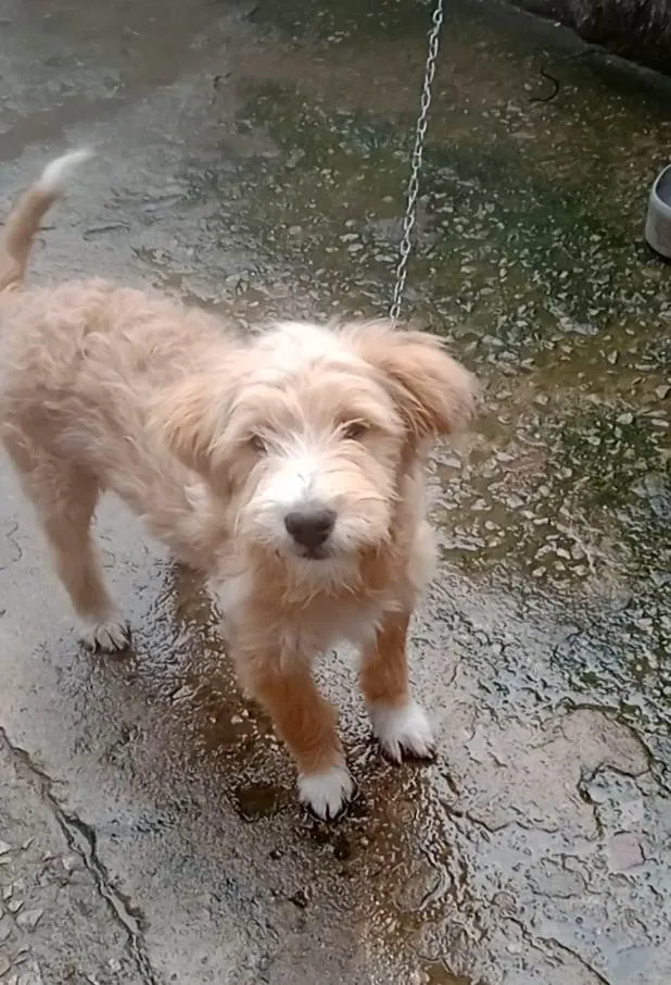 Cachorro ra a Mestiça de poodle idade 2 a 6 meses nome Filhote 5 meses