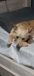 Plinio