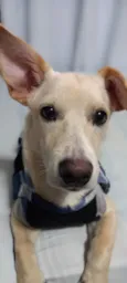 Plinio