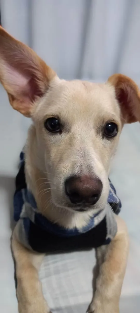 Cachorro ra a SRD idade 7 a 11 meses nome Plinio