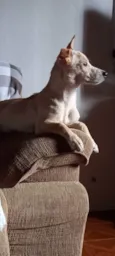 Plinio