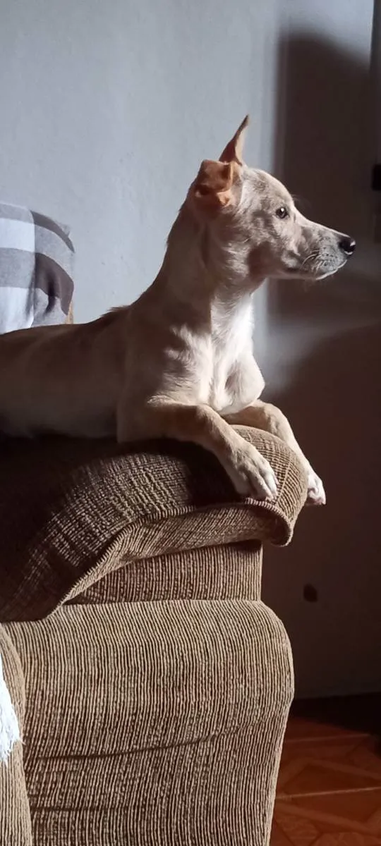 Cachorro ra a SRD idade 7 a 11 meses nome Plinio