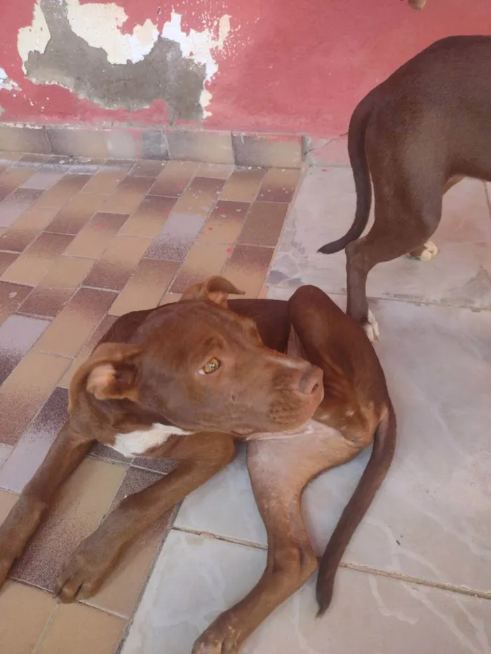 Cachorro ra a Pitbull  idade 2 a 6 meses nome Maia e caramelo