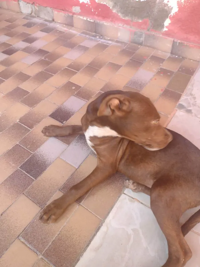 Cachorro ra a Pitbull  idade 2 a 6 meses nome Maia e caramelo