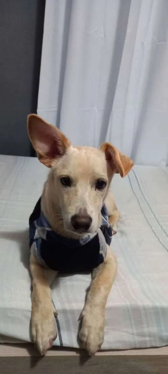 Cachorro ra a SRD idade 7 a 11 meses nome Plinio