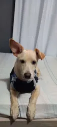 Plinio