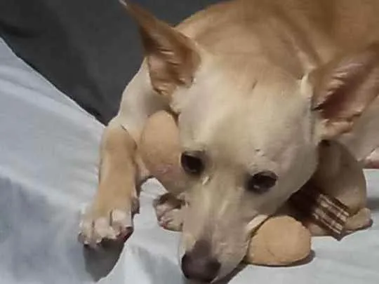 Cachorro ra a SRD idade 7 a 11 meses nome Plinio
