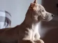 Plinio