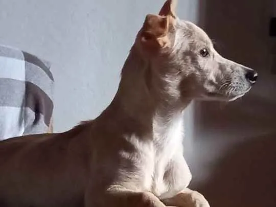 Cachorro ra a SRD idade 7 a 11 meses nome Plinio