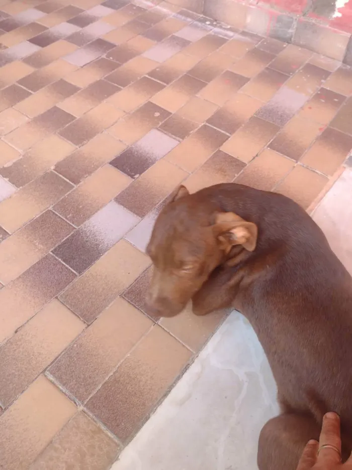 Cachorro ra a Pitbull  idade 2 a 6 meses nome Maia e caramelo