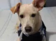 Plinio