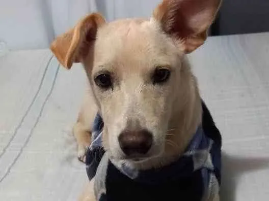 Cachorro ra a SRD idade 7 a 11 meses nome Plinio