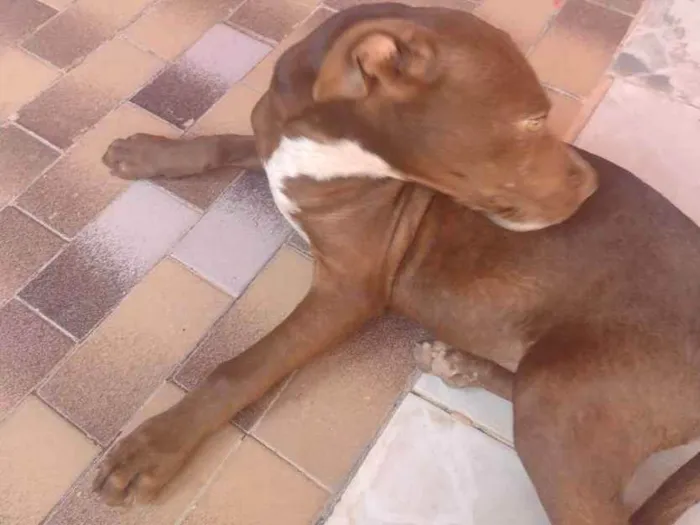 Cachorro ra a Pitbull  idade 2 a 6 meses nome Maia e caramelo