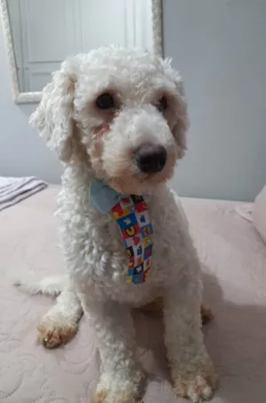 Cachorro raça Poodle idade 2 anos nome Toy