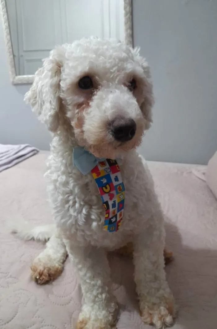Cachorro ra a Poodle idade 2 anos nome Toy
