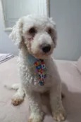 Toy