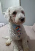 Toy