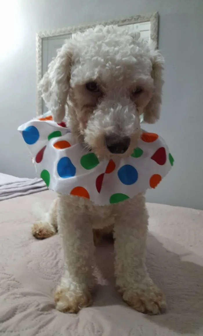 Cachorro ra a Poodle idade 2 anos nome Toy